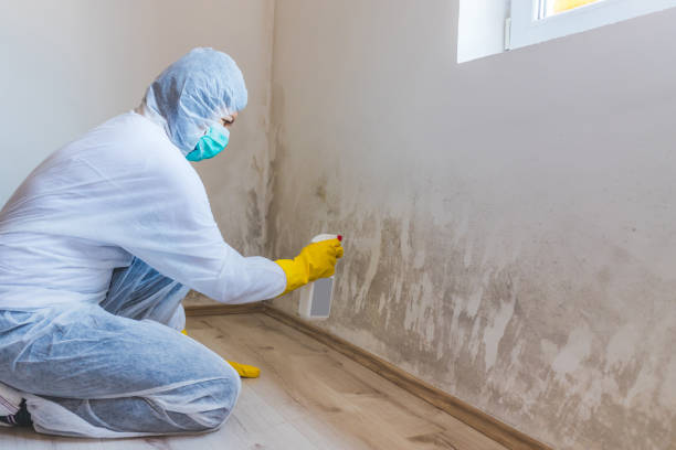 Licensed Attic Mold Removal service in East Walpole, MA - WQB Mold Removal