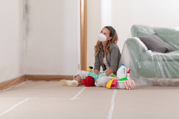 Trusted Attic Mold Removal service in East Walpole, MA - WQB Mold Removal