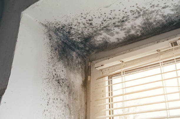 Affordable Attic Mold Removal solutions in East Walpole, MA