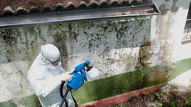 Top rated local Attic Mold Removal specialists in East Walpole, MA